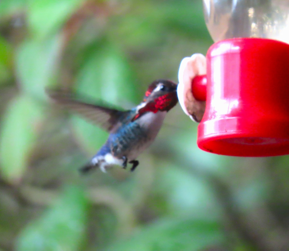 Bee Hummingbird - ML620521988
