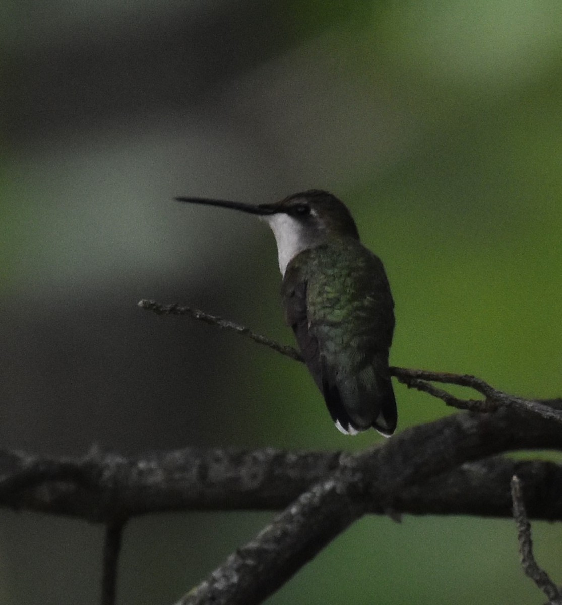 Ruby-throated Hummingbird - ML620521996