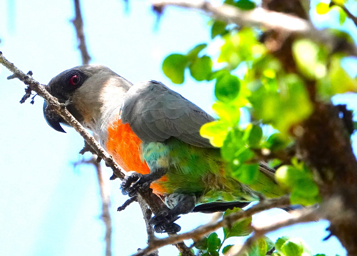 Red-bellied Parrot - ML620521997