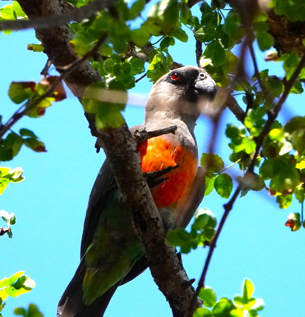 Red-bellied Parrot - ML620521999