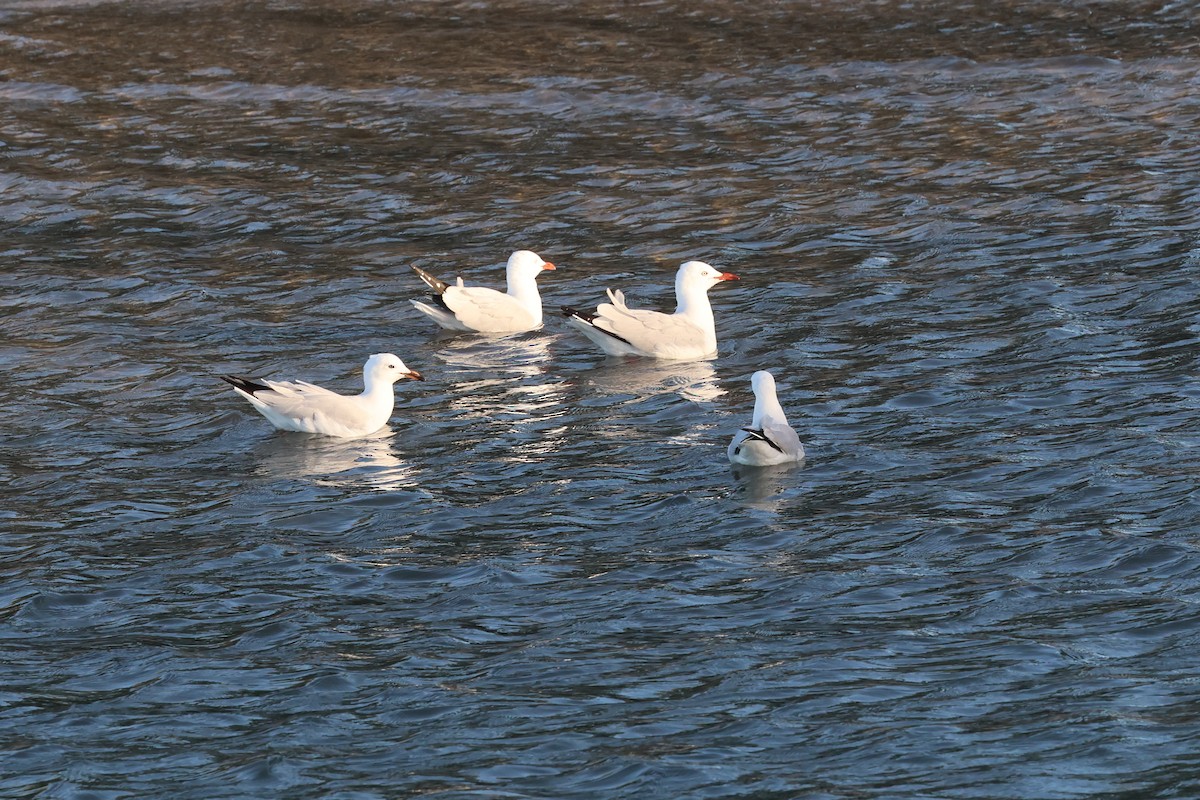 Gaviota Plateada - ML620522000