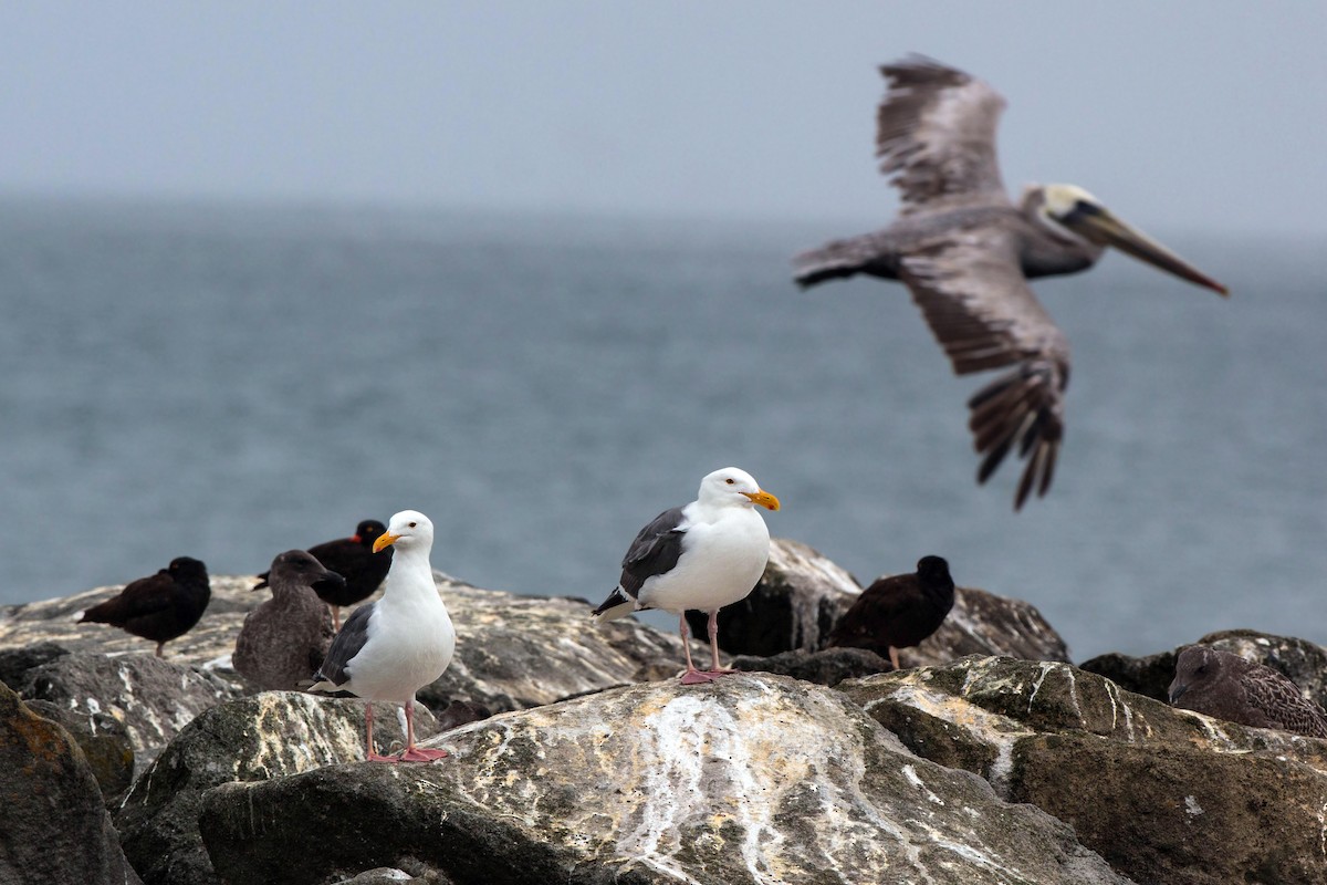 Goéland d'Audubon - ML620522003