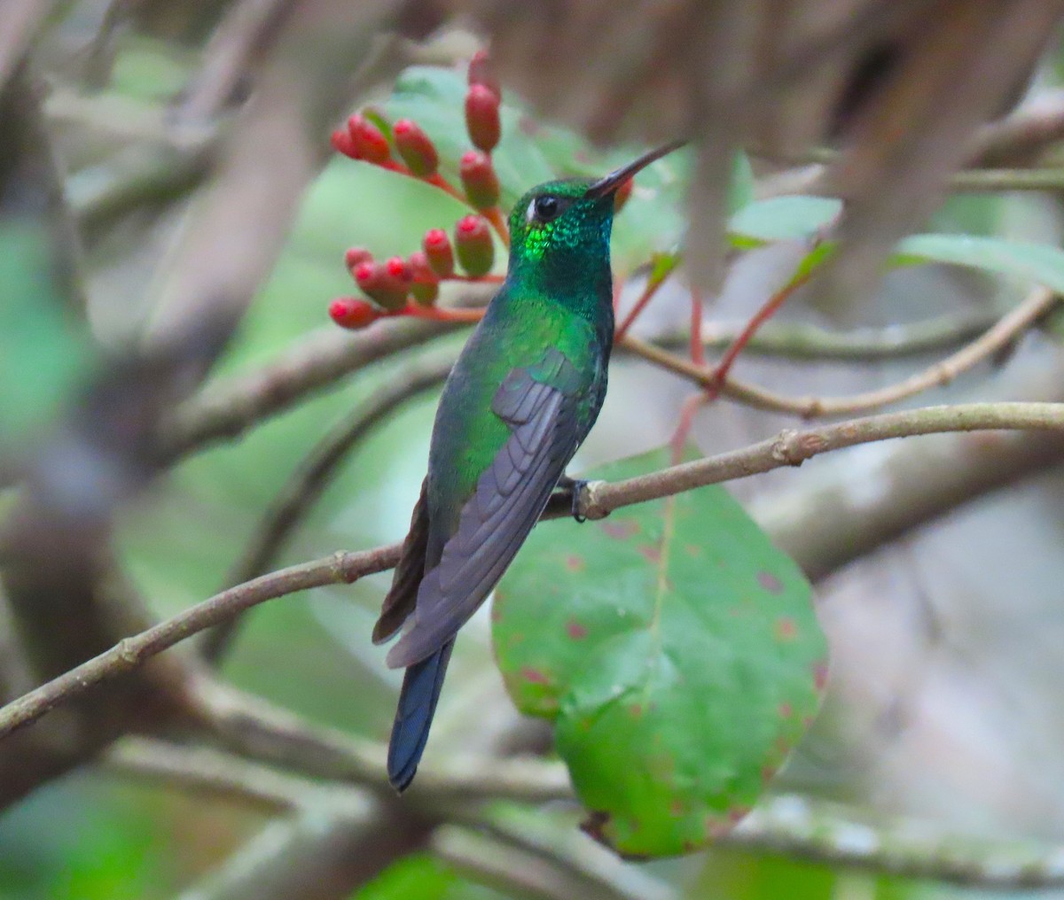 Cuban Emerald - ML620522006