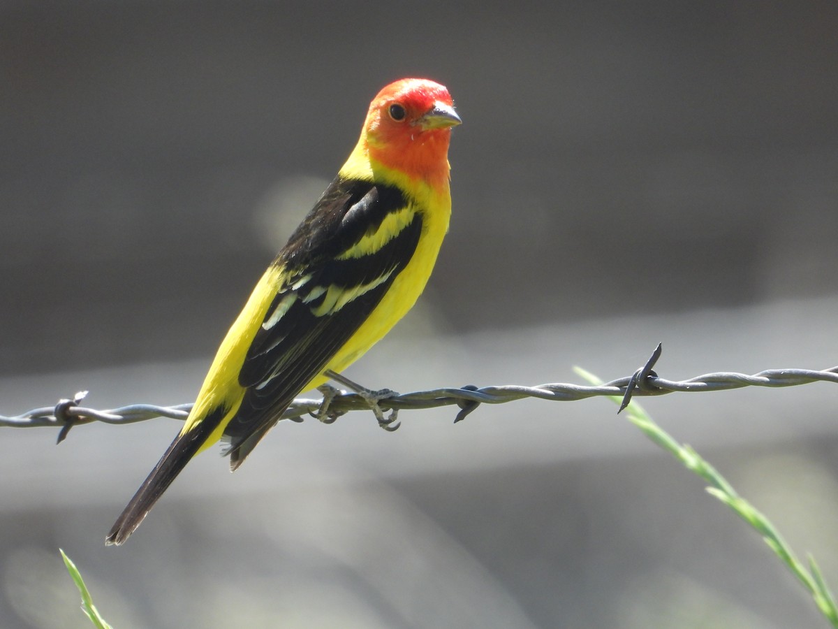 Western Tanager - ML620522007