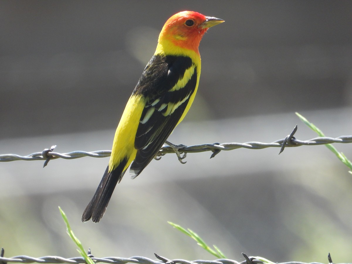 Western Tanager - ML620522008