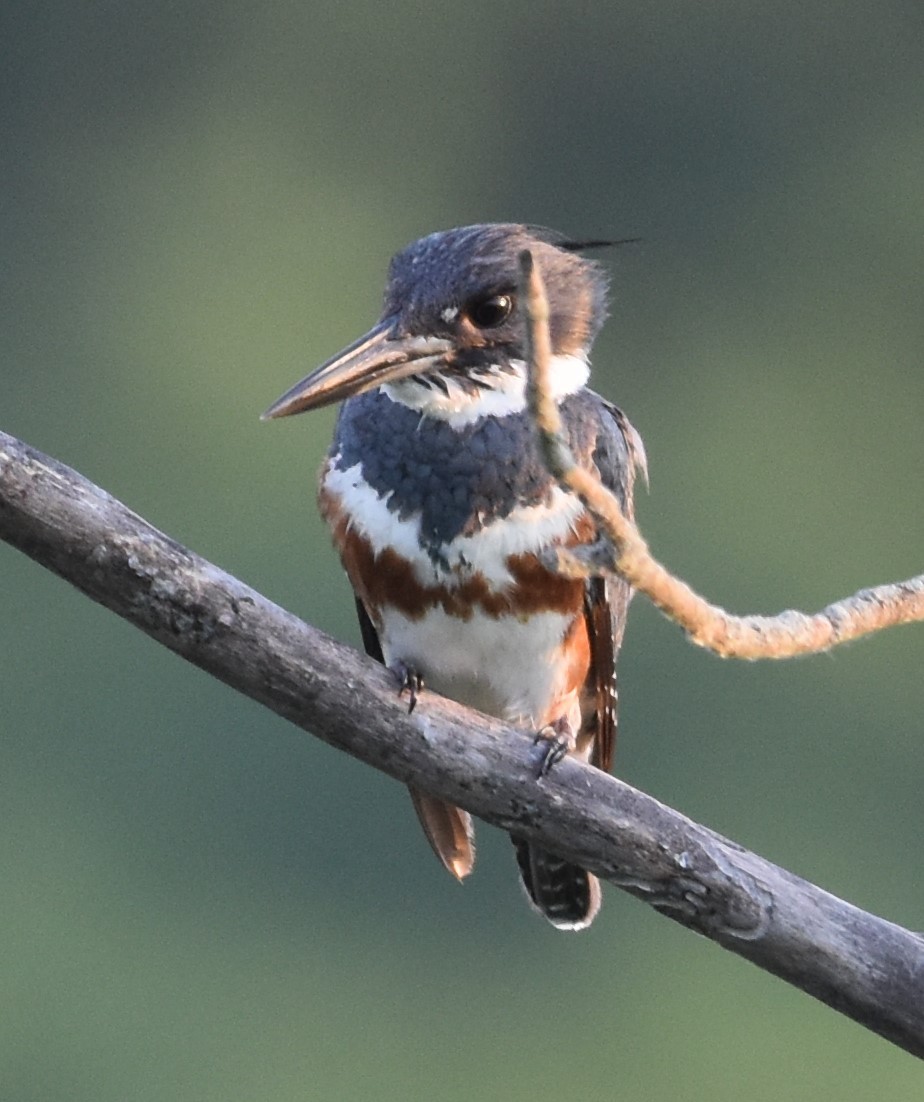 Belted Kingfisher - ML620522012