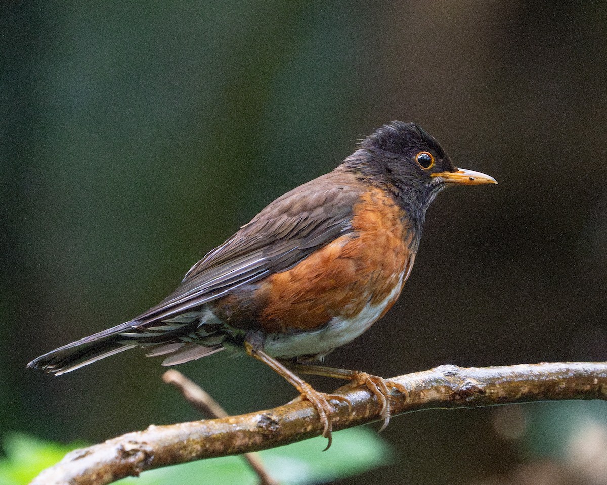 Izu Thrush - ML620522015