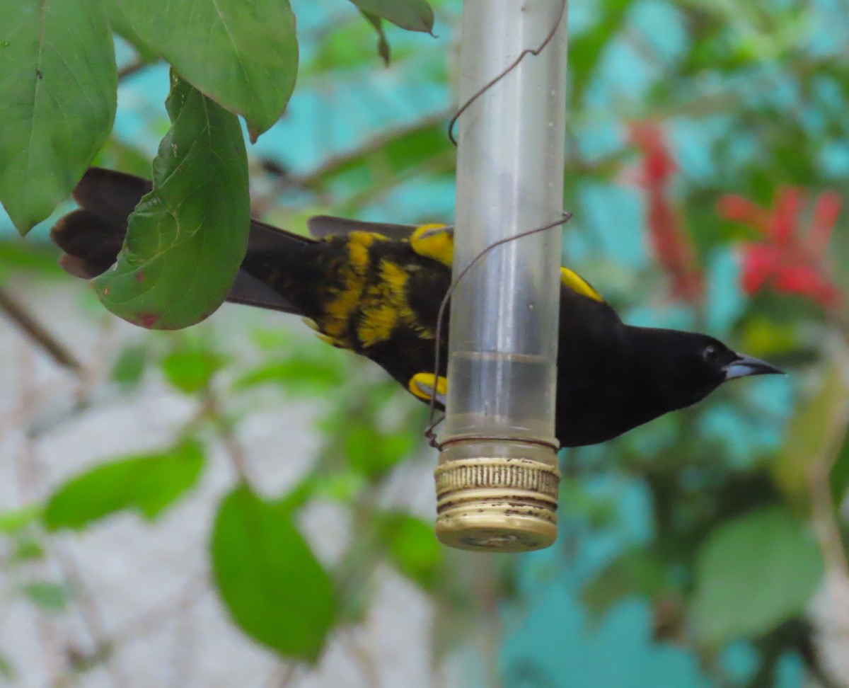 Cuban Oriole - ML620522016