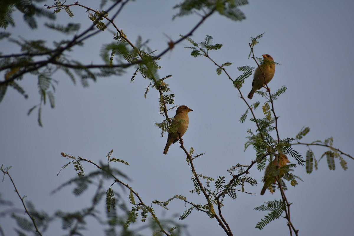 Baya Weaver - ML620522022