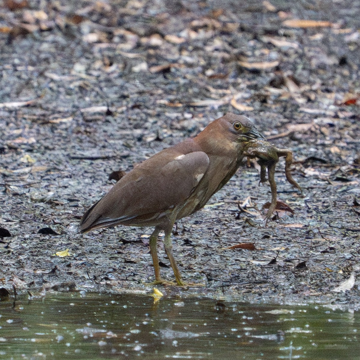 Japanese Night Heron - ML620522023