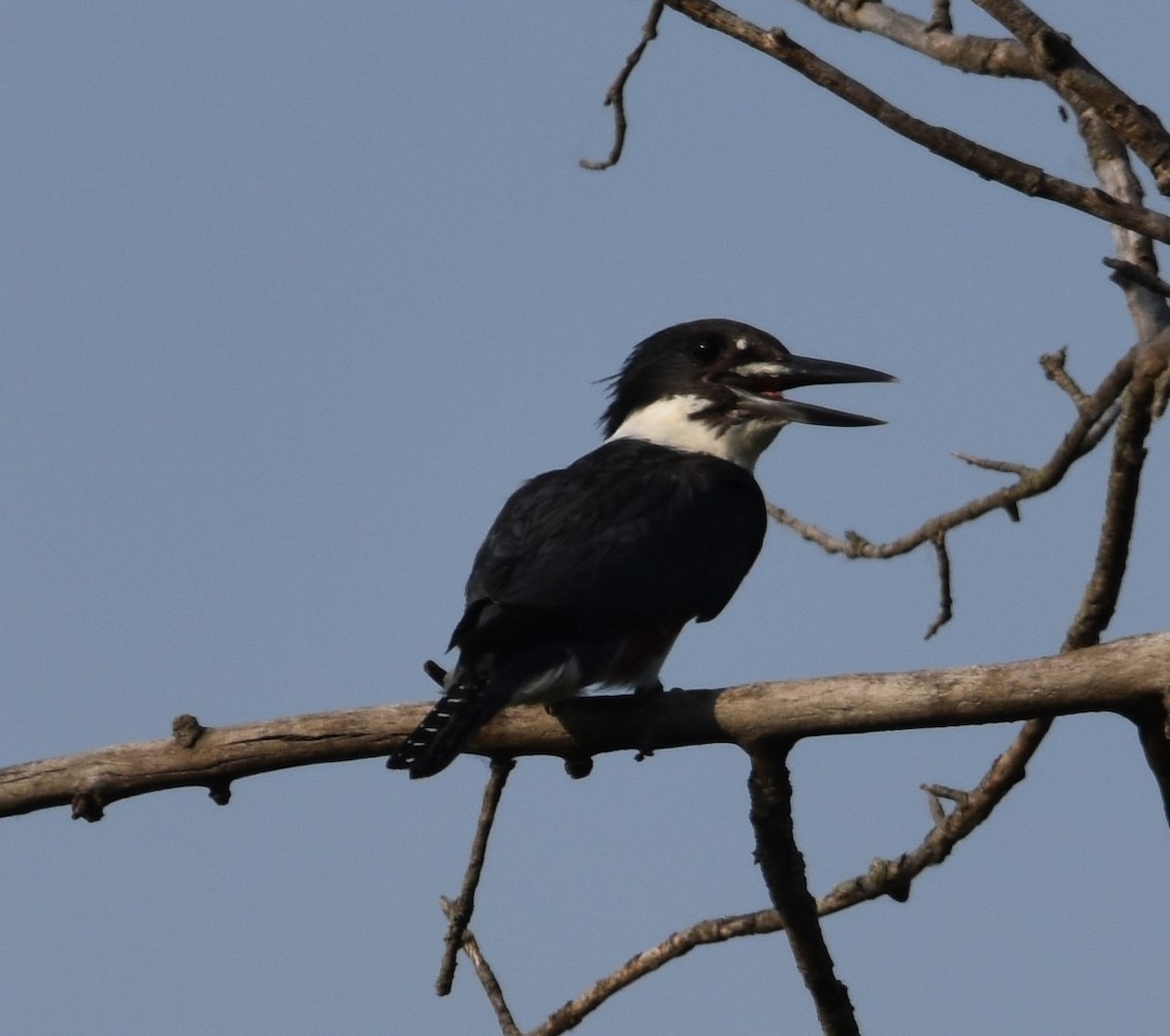 Belted Kingfisher - ML620522025