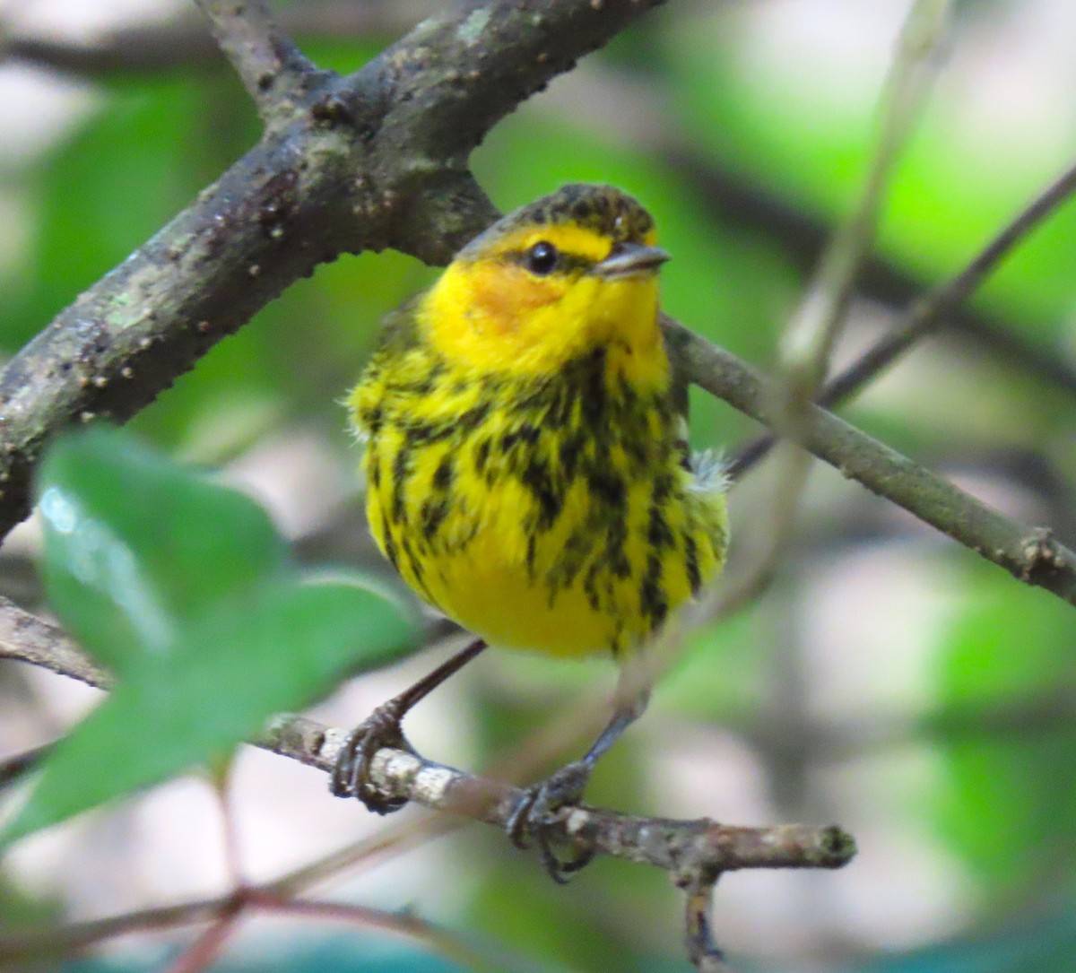 Cape May Warbler - ML620522026