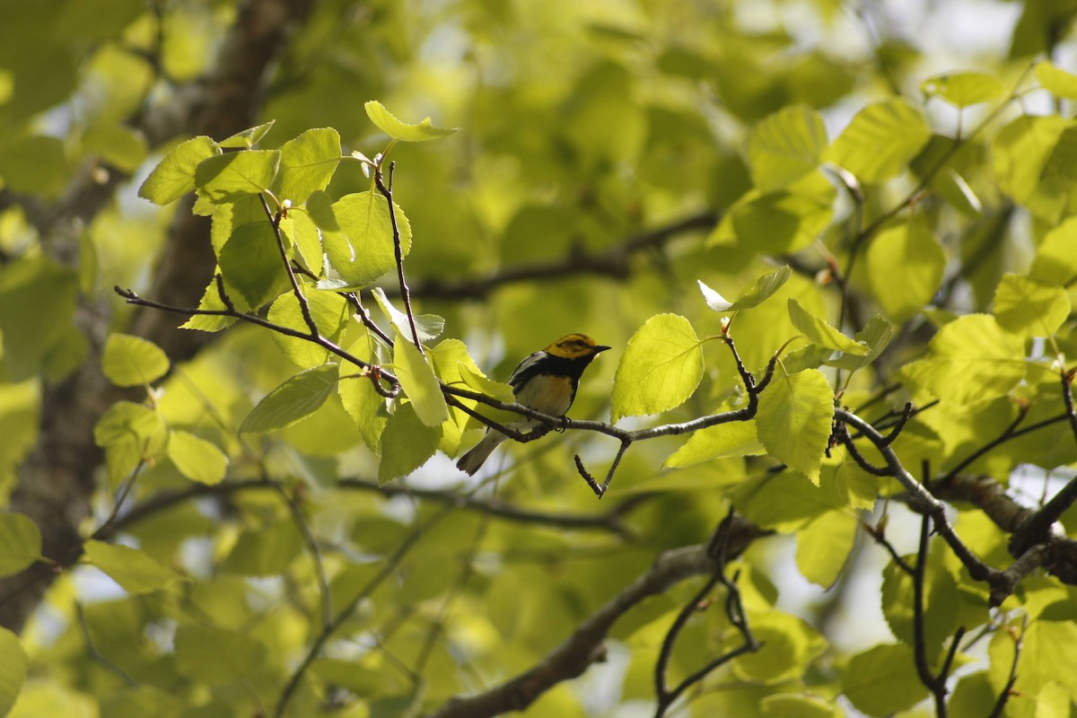 Black-throated Green Warbler - ML620522030