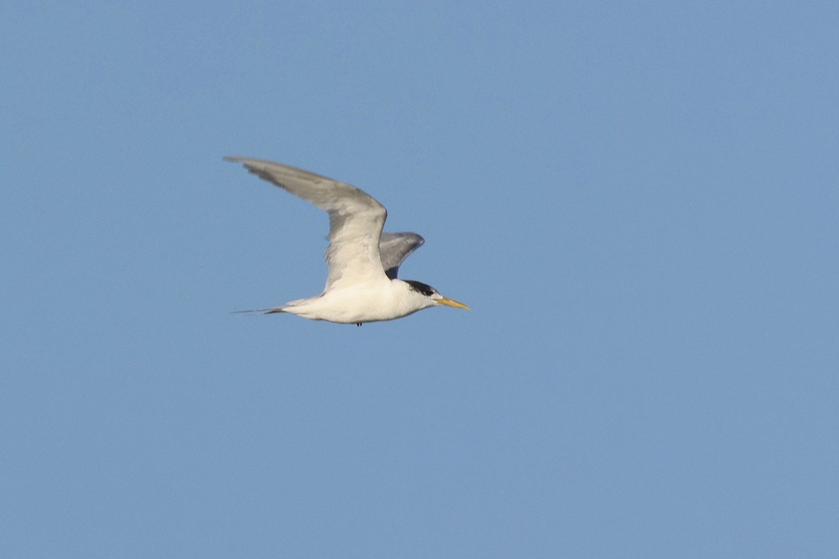 Great Crested Tern - ML620522031