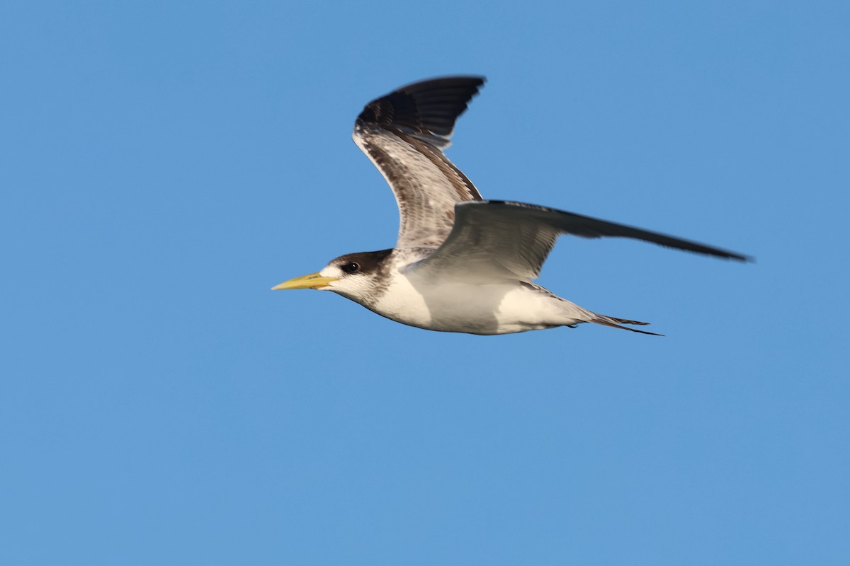 Great Crested Tern - ML620522032