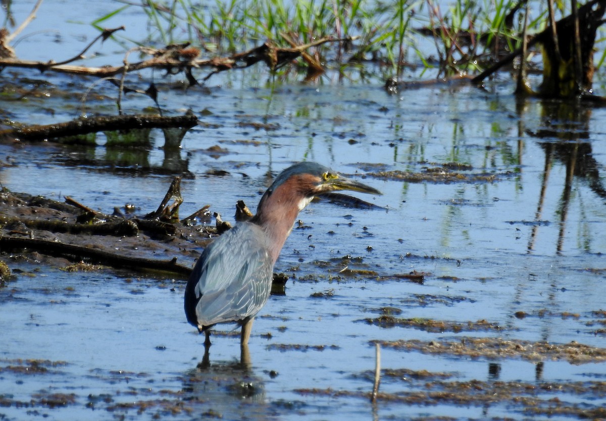 Green Heron - ML620522033