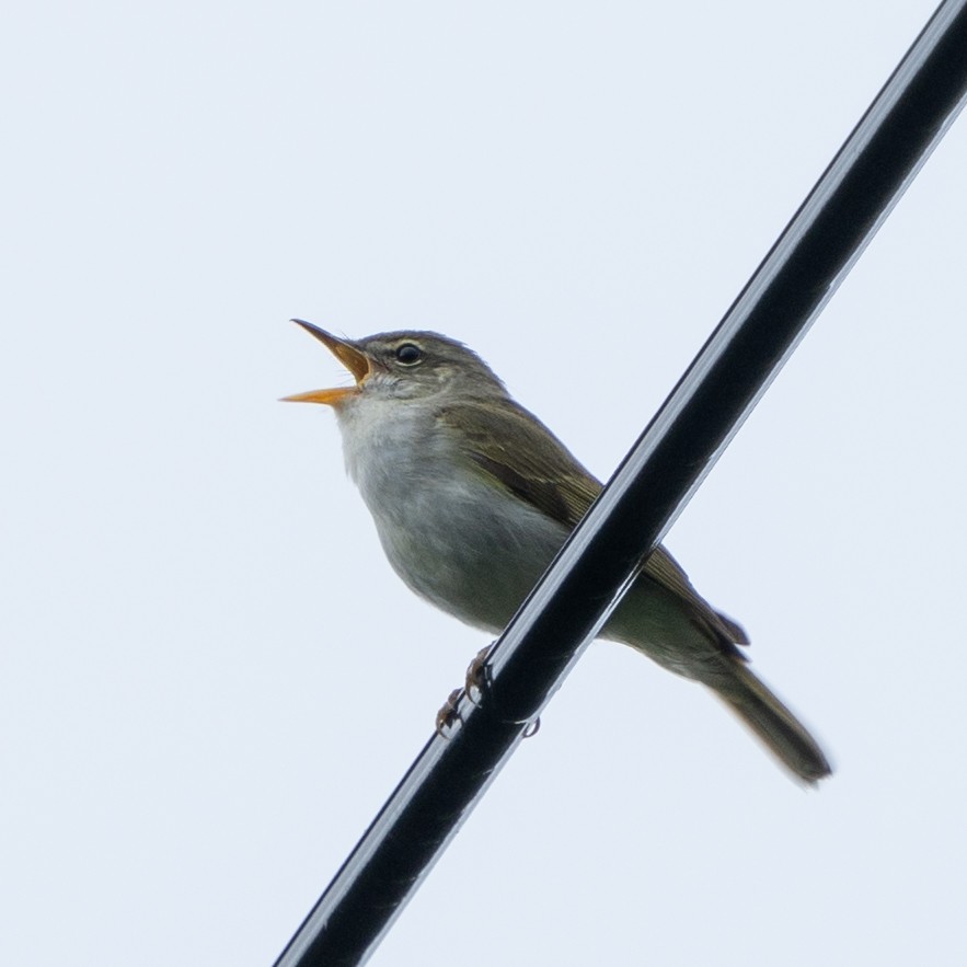 Ijima's Leaf Warbler - ML620522037