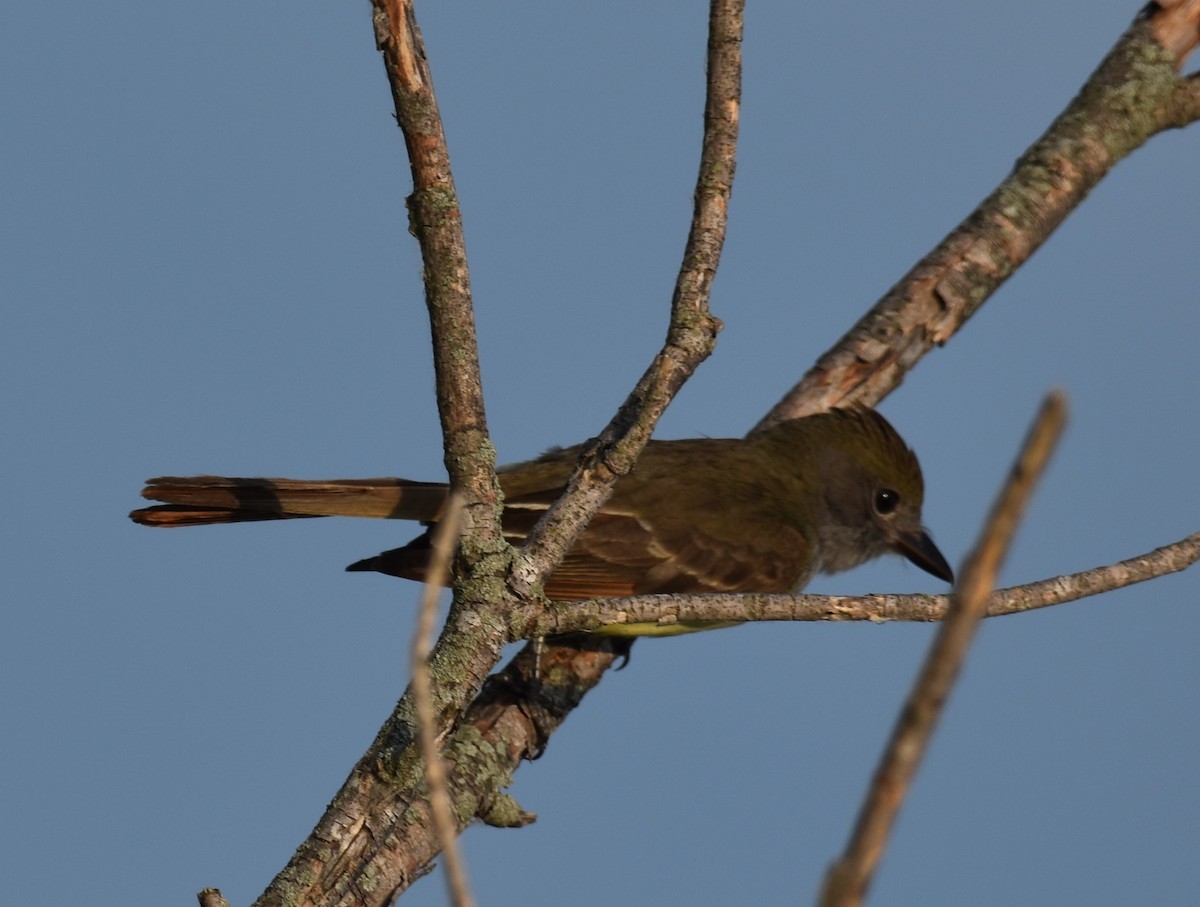 Great Crested Flycatcher - ML620522040