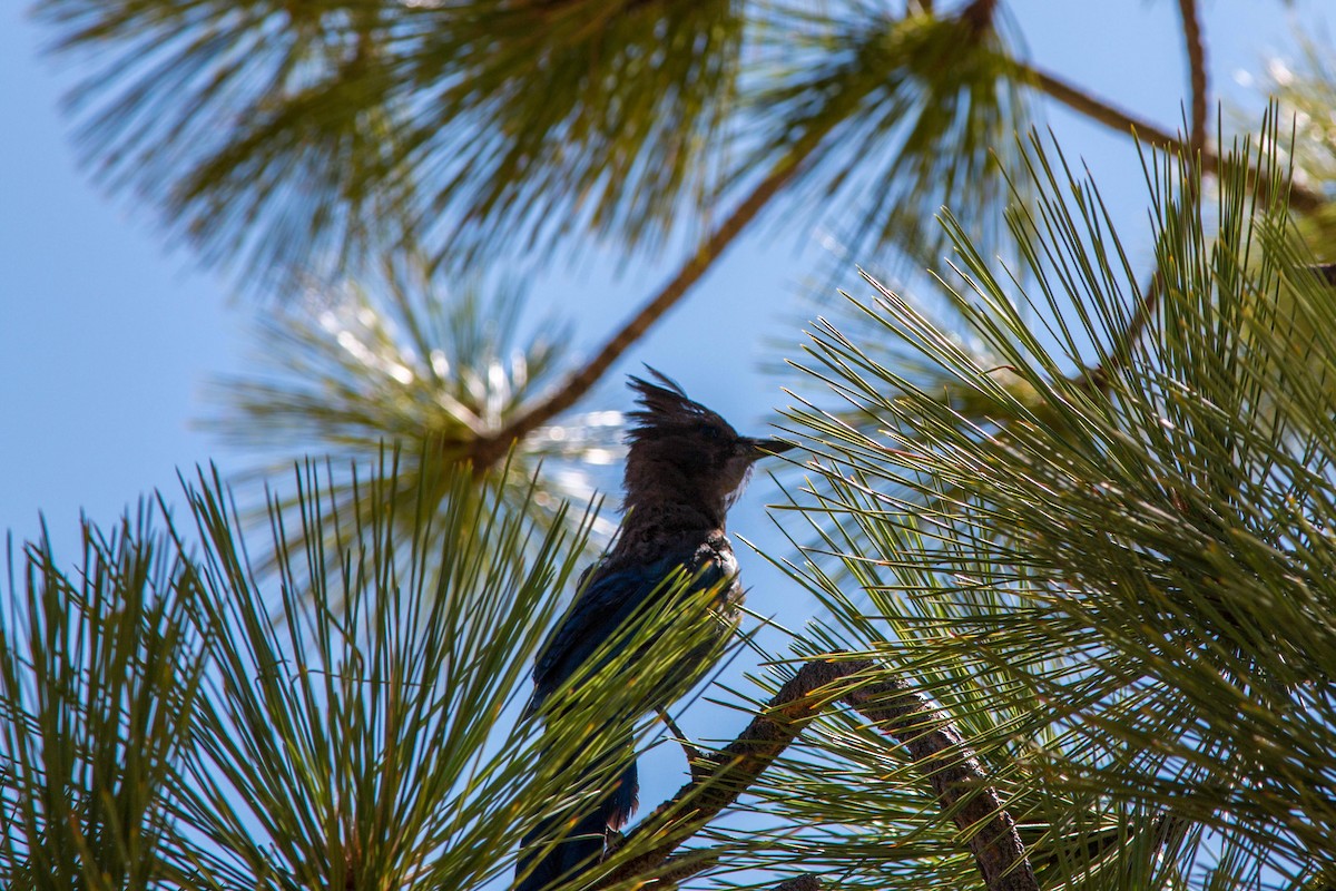 Steller's Jay - ML620522041