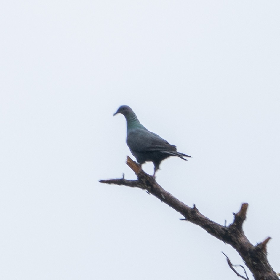 Black Wood-Pigeon - ML620522044