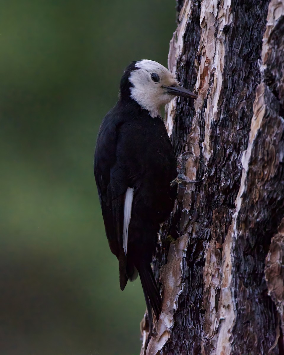 White-headed Woodpecker - ML620522045