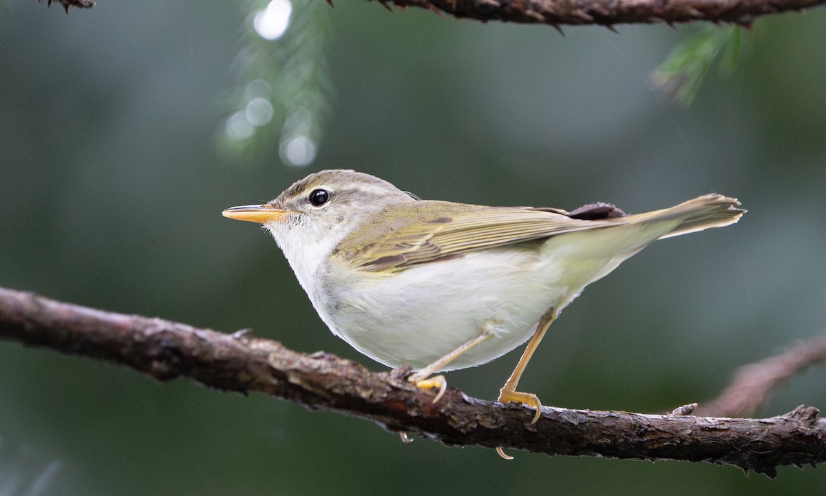 Ijima's Leaf Warbler - ML620522048