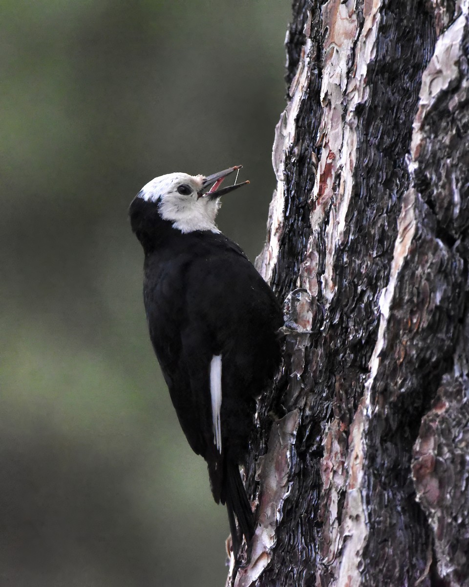 White-headed Woodpecker - ML620522049