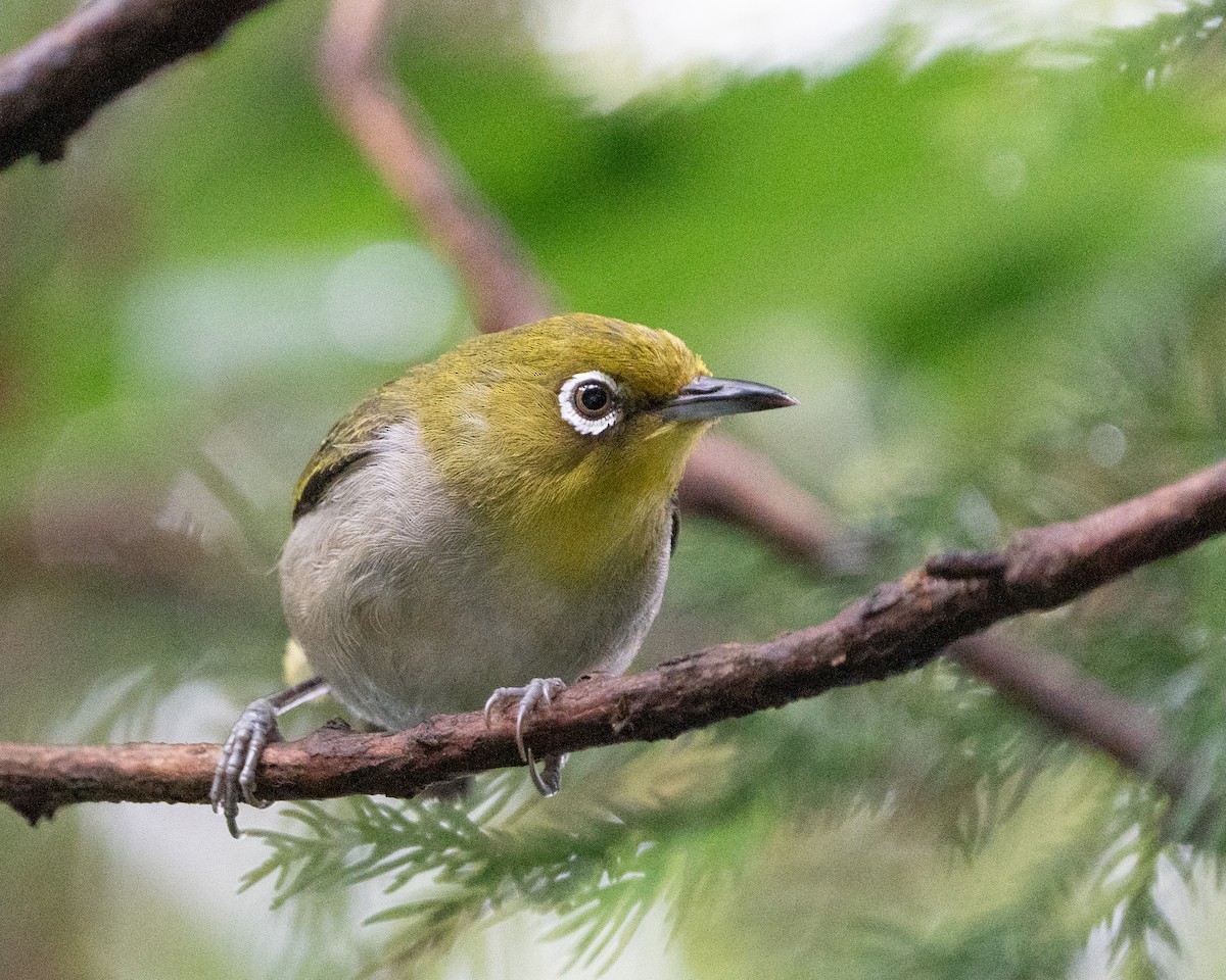 Warbling White-eye - ML620522050