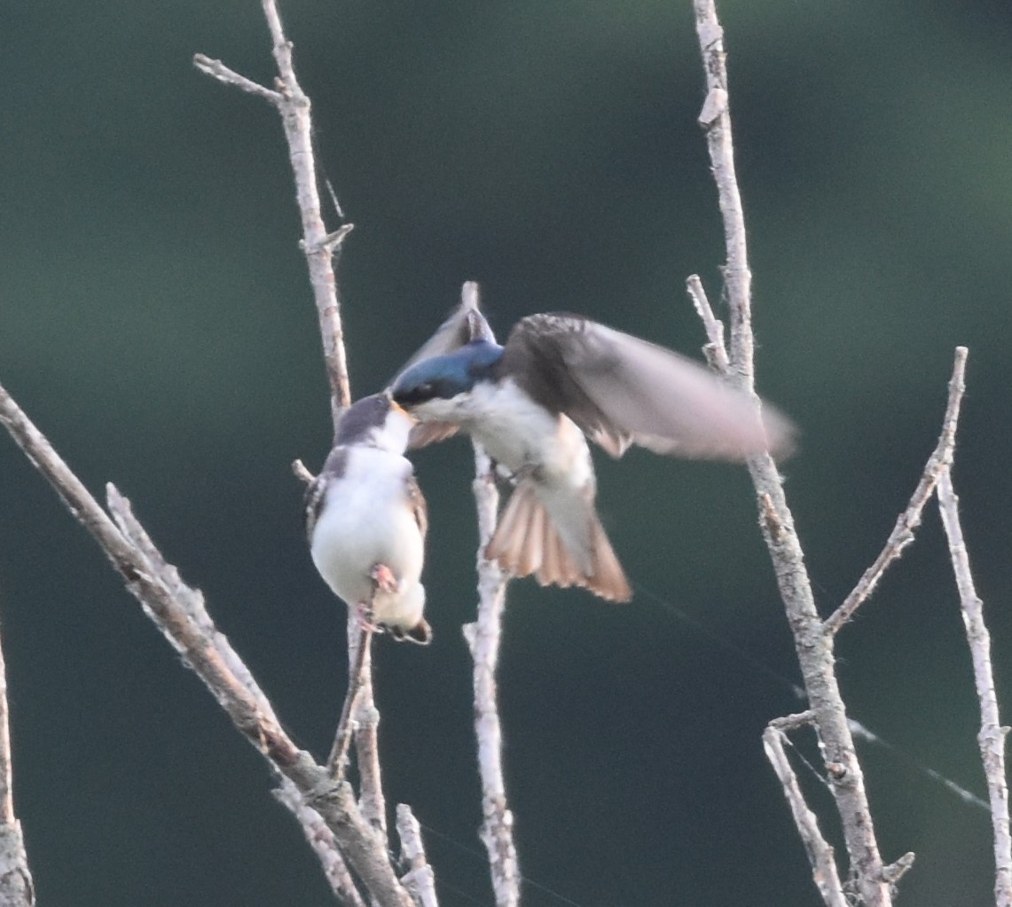 Tree Swallow - David and Ann Snodgrass