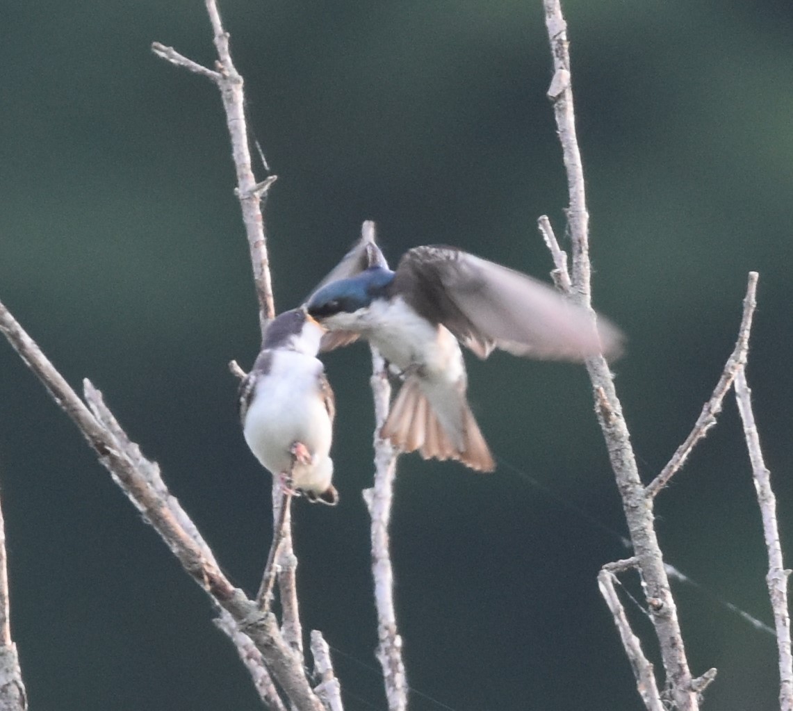 Golondrina Bicolor - ML620522051