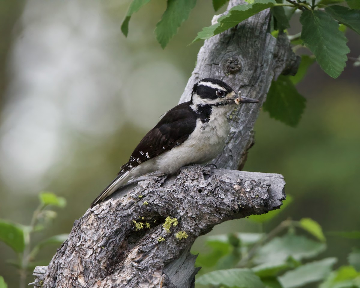 Hairy Woodpecker - ML620522061