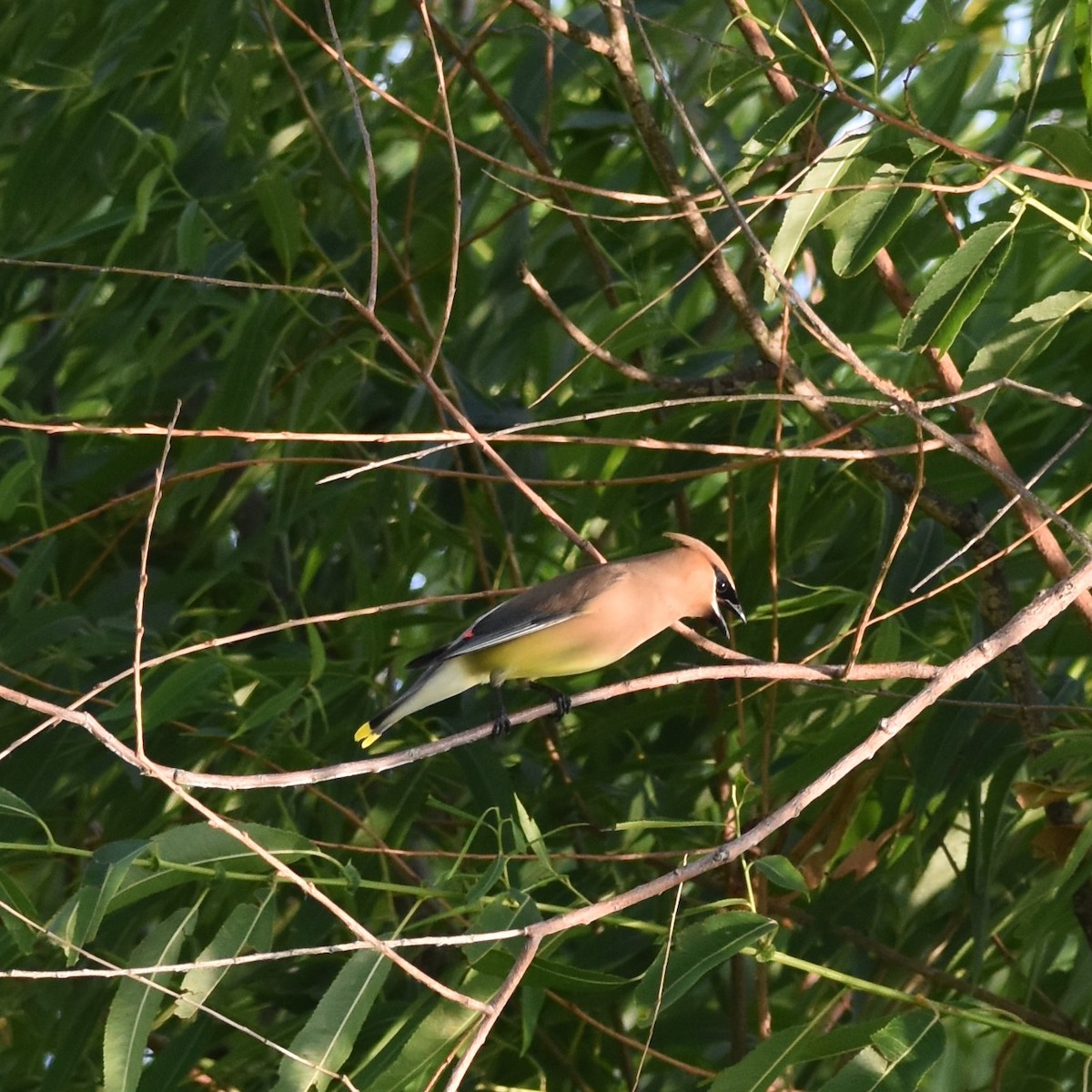 Cedar Waxwing - David and Ann Snodgrass