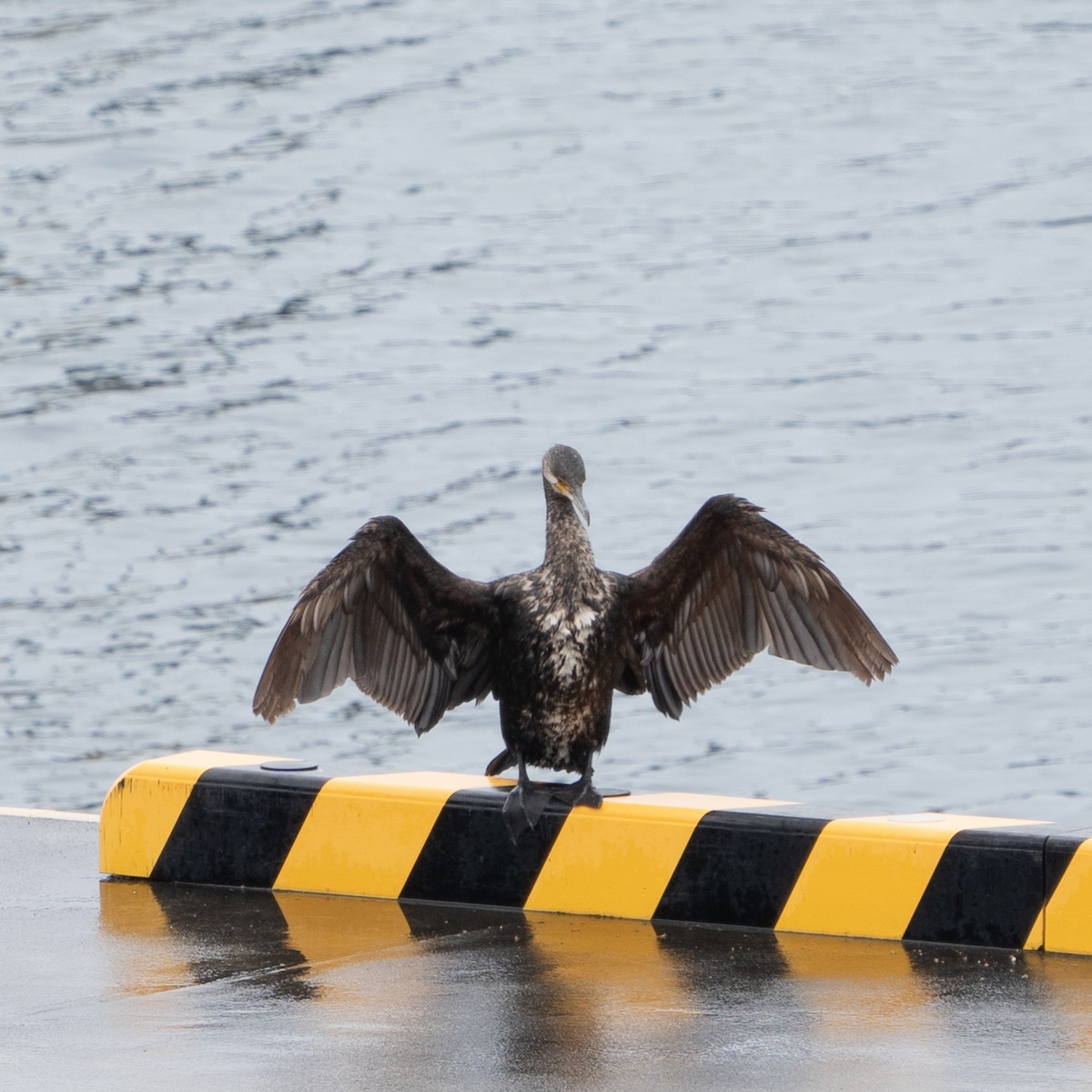 Great Cormorant - ML620522075