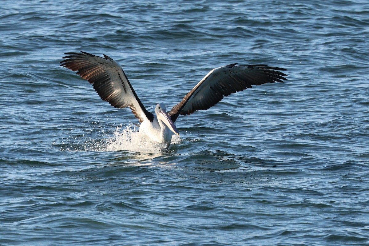 Australian Pelican - ML620522076