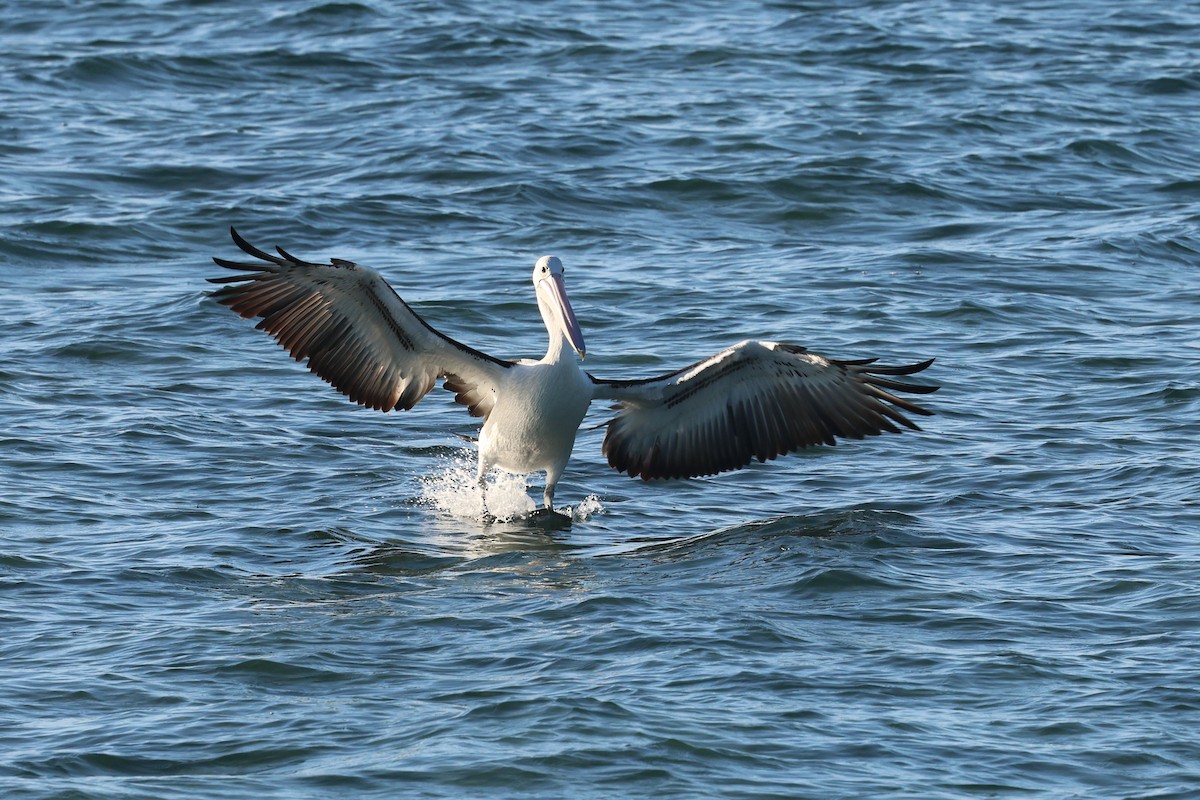 Australian Pelican - ML620522077