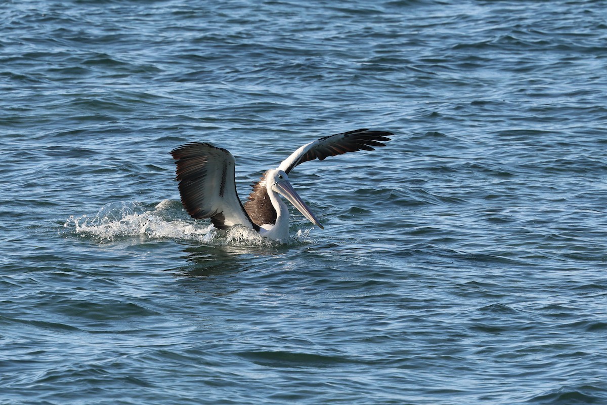 Australian Pelican - ML620522078