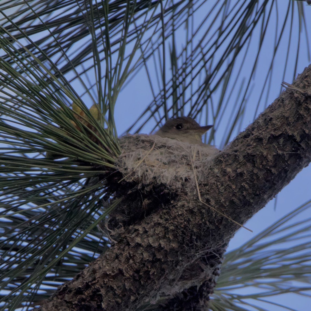 Western Wood-Pewee - ML620522079