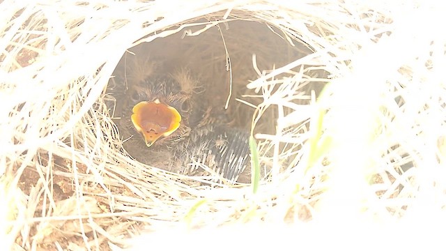 Jerdon's Bushlark - ML620522080