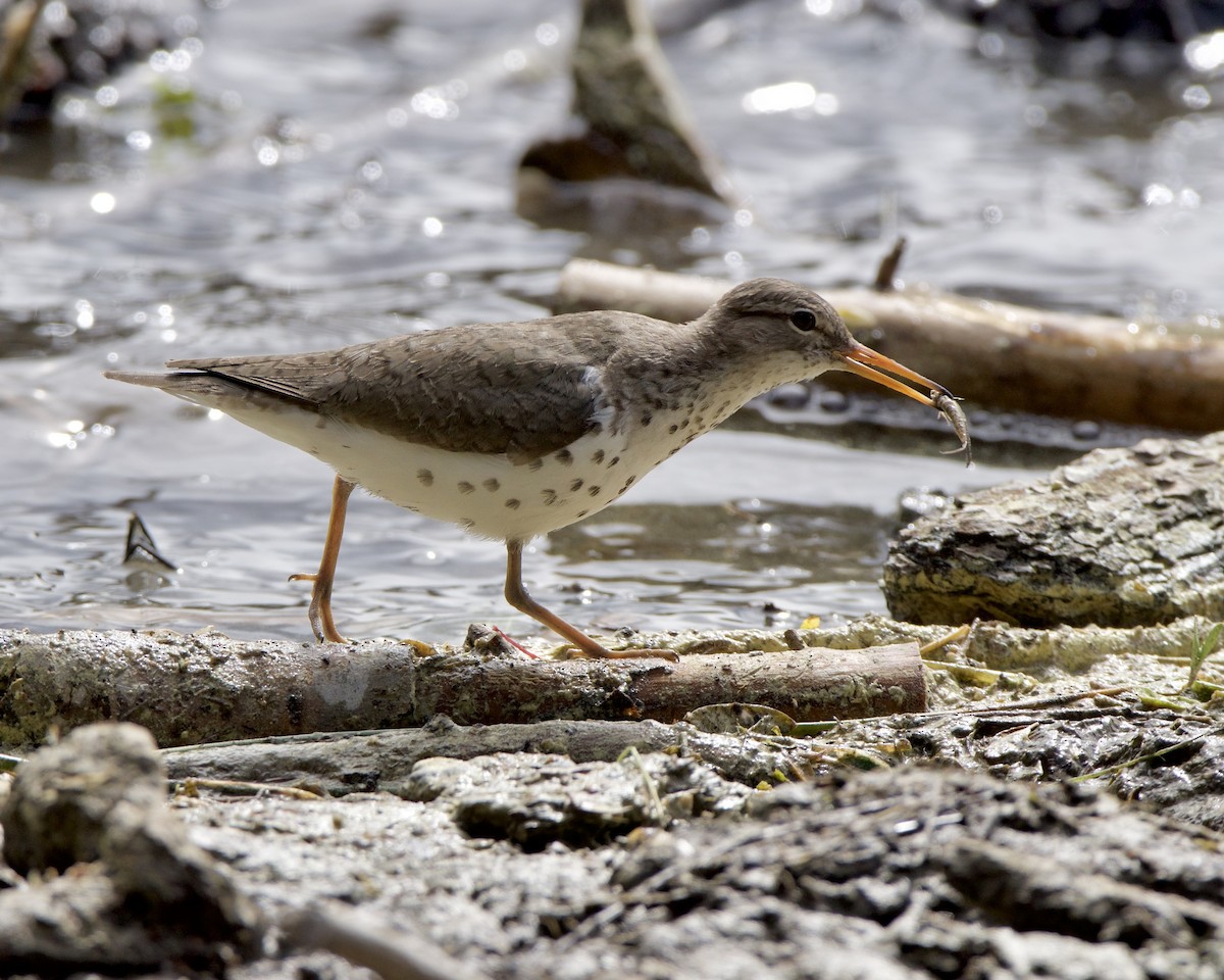 Spotted Sandpiper - ML620522091