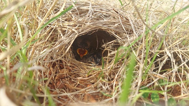 Jerdon's Bushlark - ML620522093