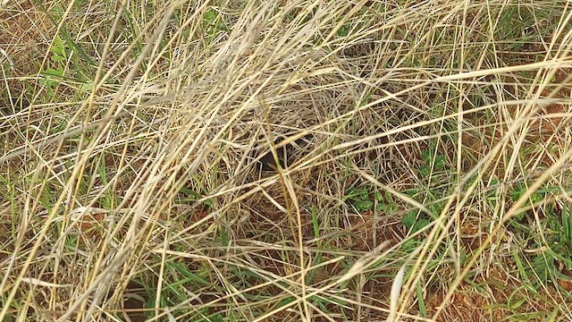 Jerdon's Bushlark - ML620522094