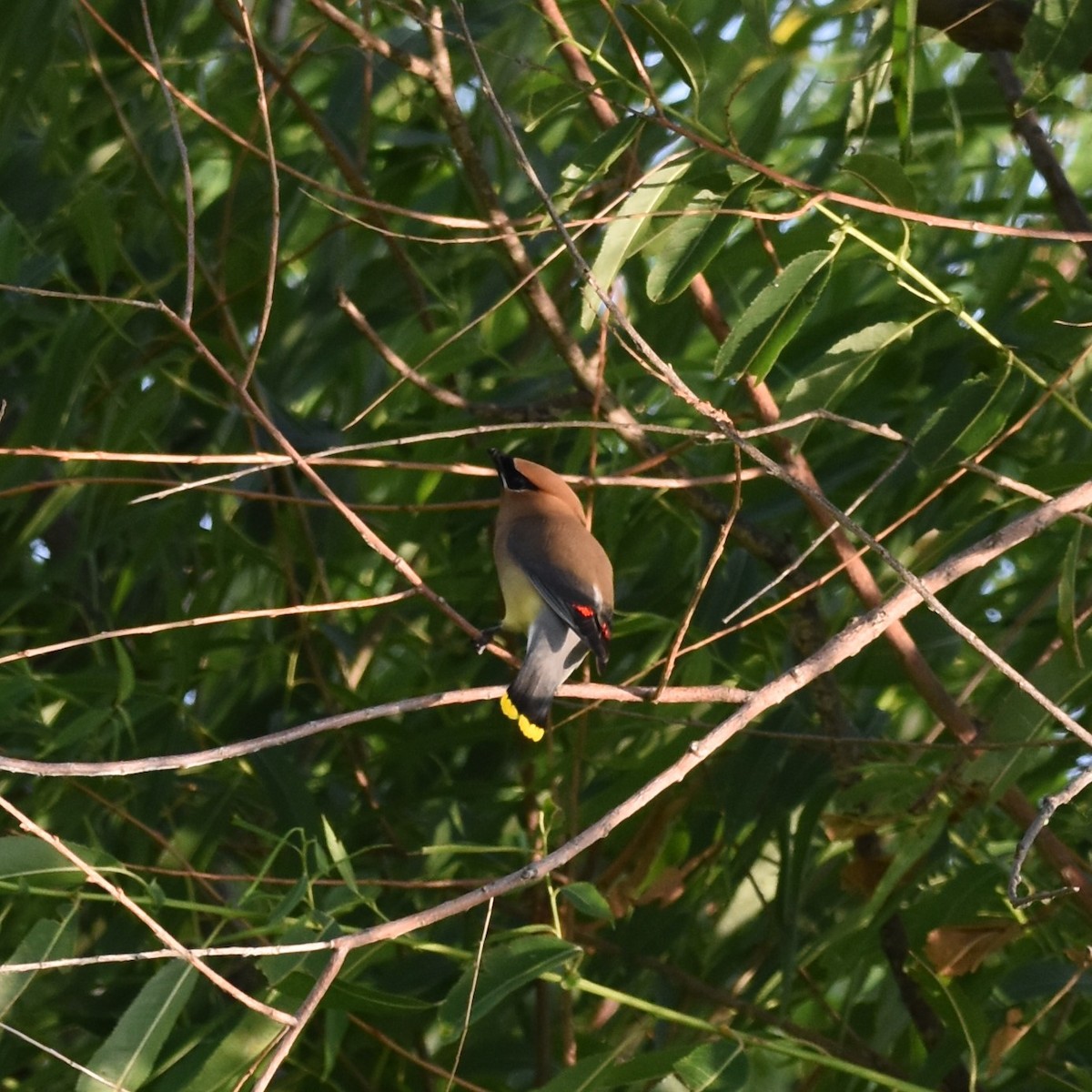 Cedar Waxwing - David and Ann Snodgrass