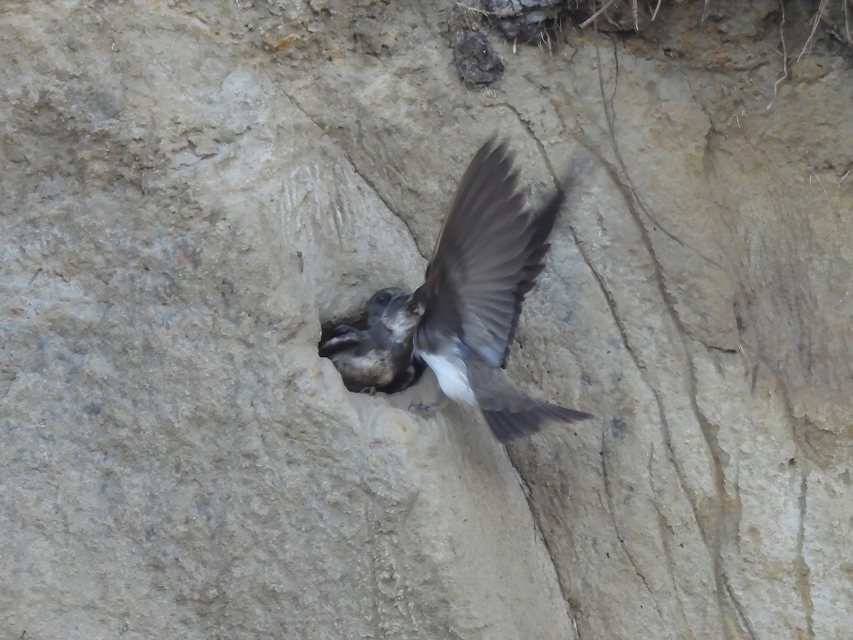 Bank Swallow - ML620522098