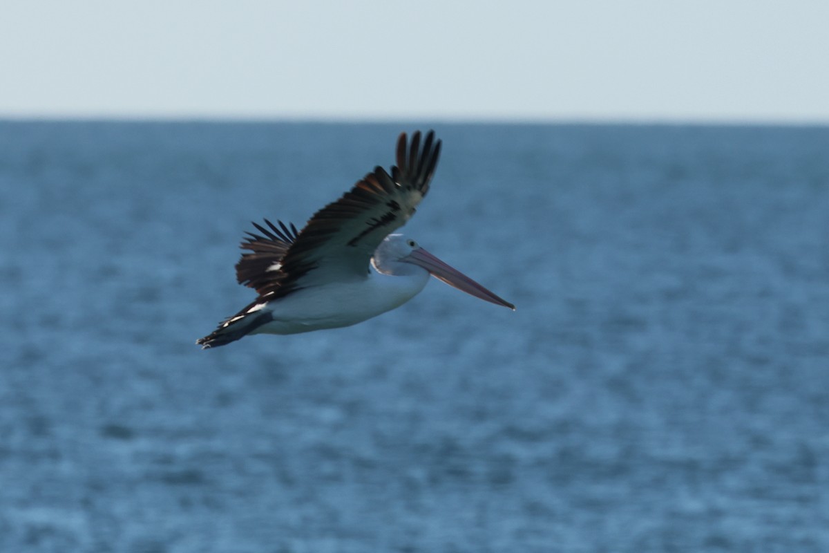 Australian Pelican - ML620522100