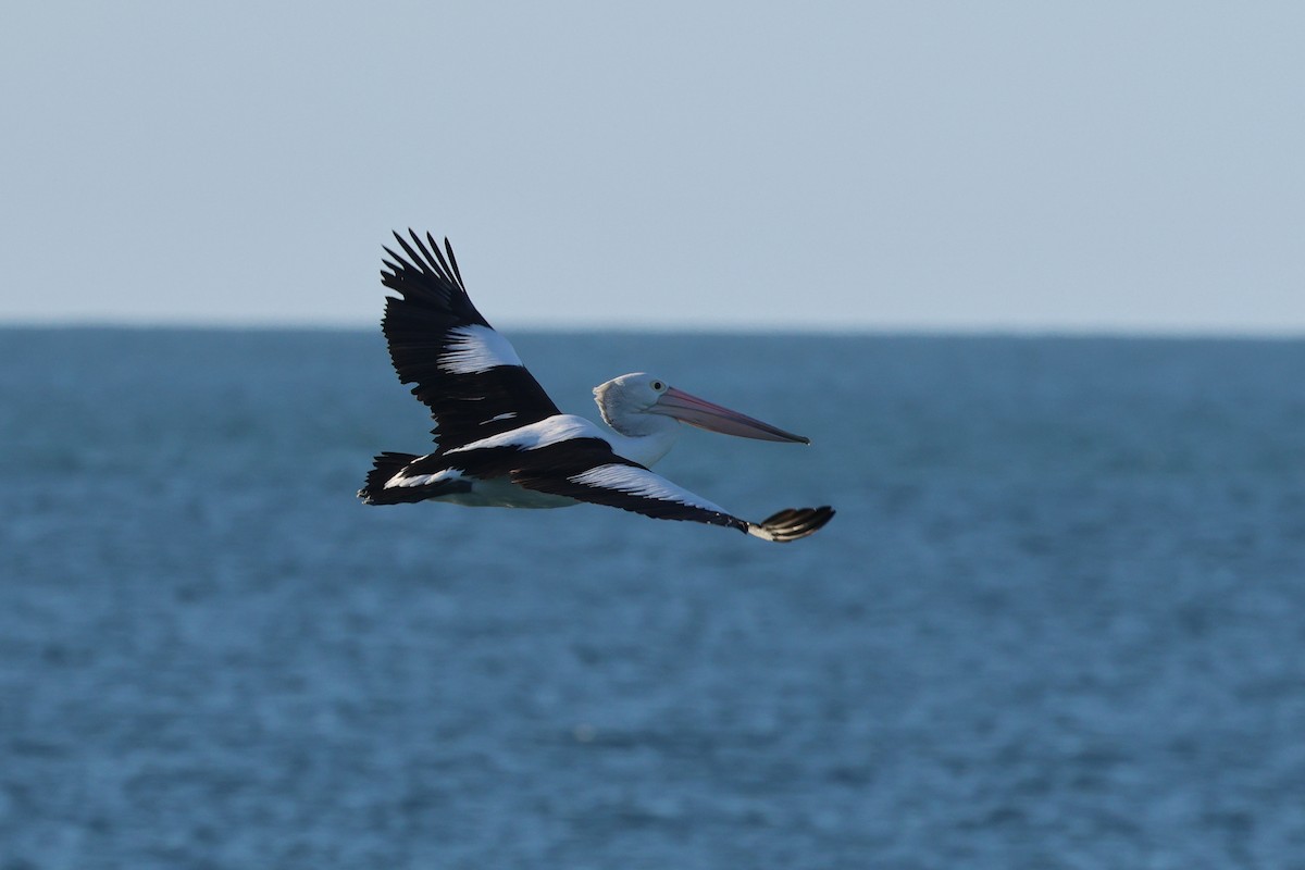 pelikán australský - ML620522101
