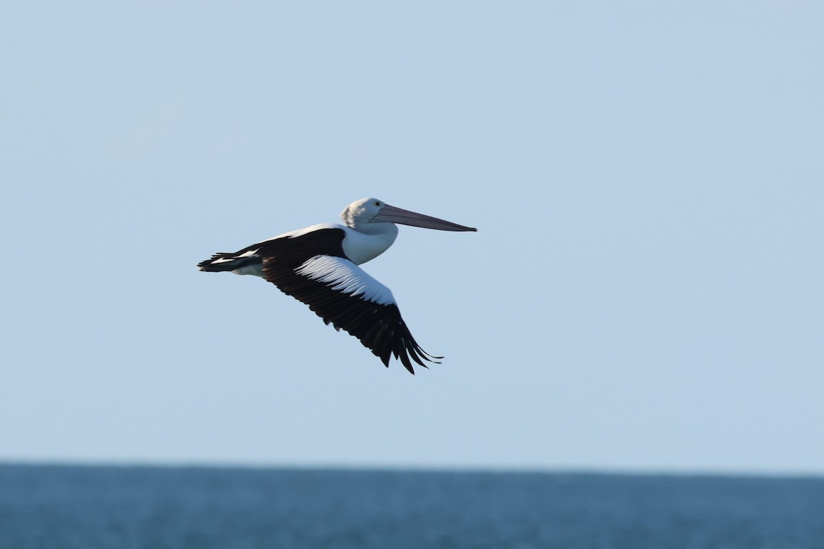 Australian Pelican - ML620522102