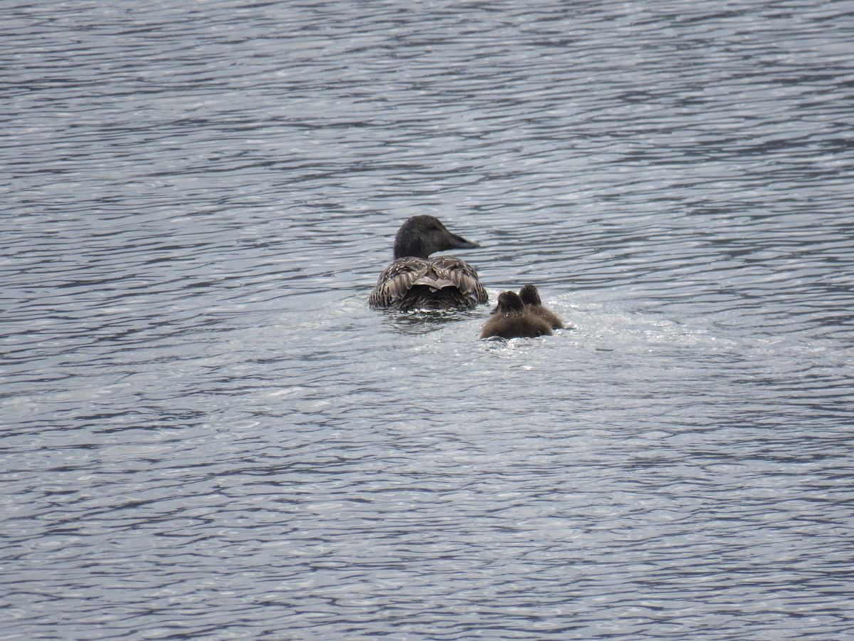 Common Eider - ML620522105