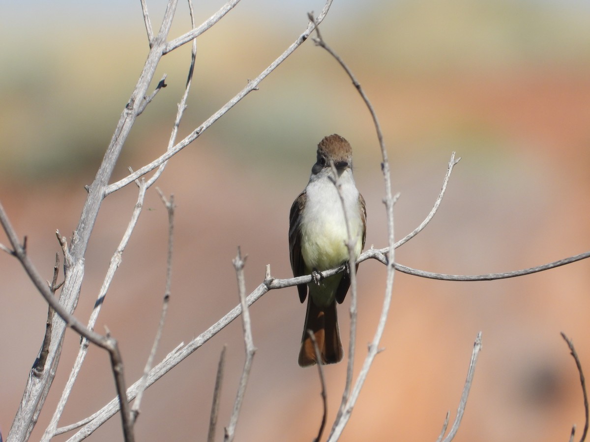 Ash-throated Flycatcher - ML620522107