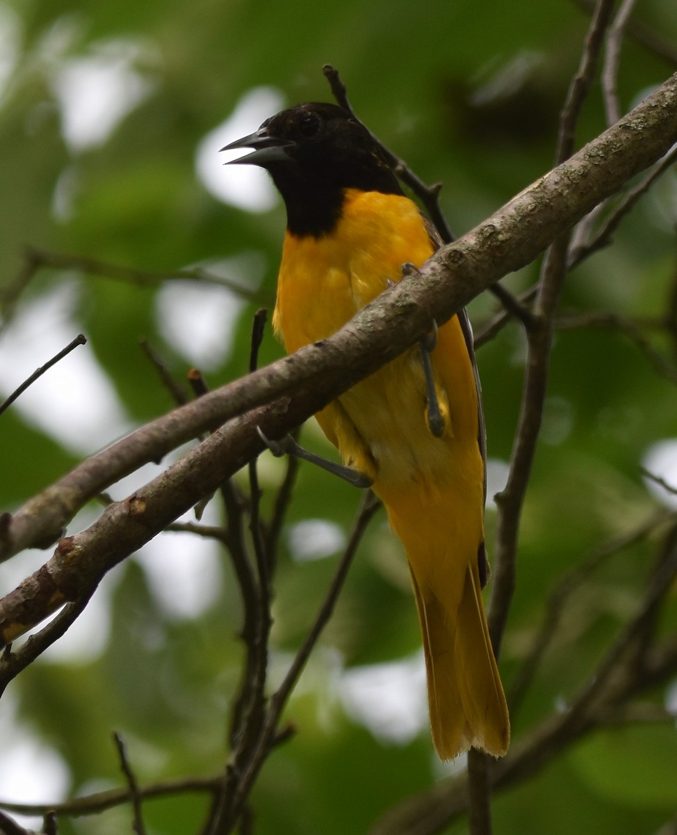Baltimore Oriole - ML620522111