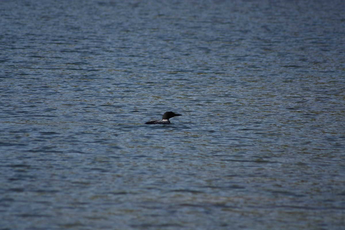 Common Loon - ML620522112